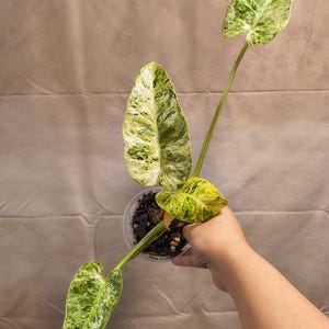 Philodendron Giganteum Blizzard 4&quot; - Exact Plant - Pics on 8/7 - US Seller - Live Plant