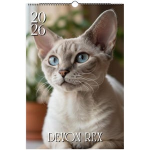 Może przedstawiać: Kalendarz z kotem Devon Rex o uderzających niebieskich oczach. Kot ma jasnoszare futro i patrzy w prawą górę. Kalendarz pokazuje rok 2026 i tekst "DEVON REX".