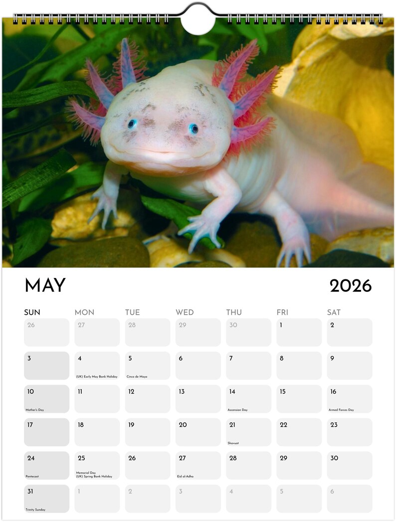 2026 Axolotl Wall Calendar Animal Theme Decor Unique Animal Lover 2026 Axolotl Wall Calendar Animal Theme Decor Unique Animal Lover