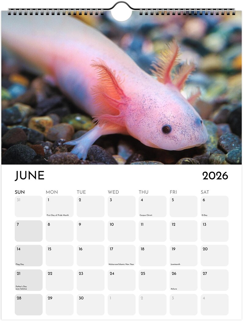 2026 Axolotl Wall Calendar Animal Theme Decor Unique Animal Lover 2026 Axolotl Wall Calendar Animal Theme Decor Unique Animal Lover