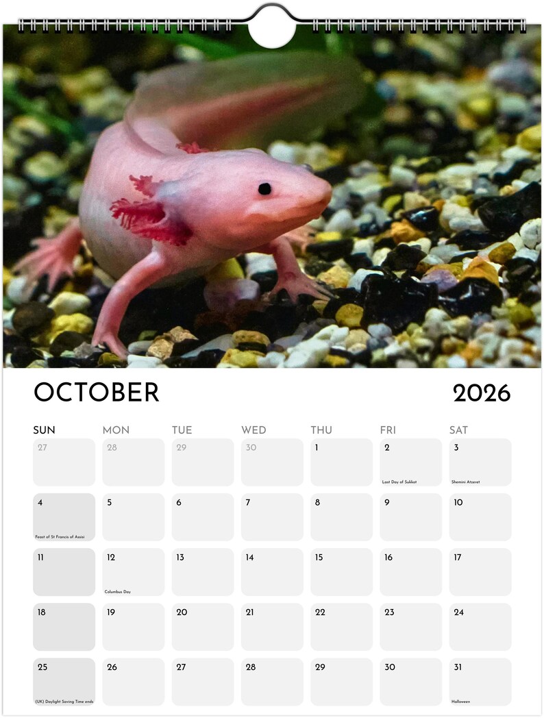 2026 Axolotl Wall Calendar Animal Theme Decor Unique Animal Lover 2026 Axolotl Wall Calendar Animal Theme Decor Unique Animal Lover