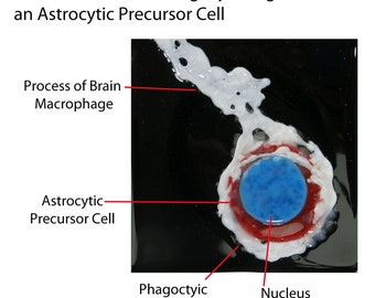 Brain Macrophage phagocytosing a Precursor Cell