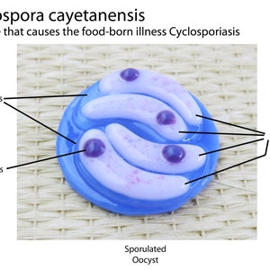 Cyclospora cayetanensis Fused Glass Sculpture Pair image 3