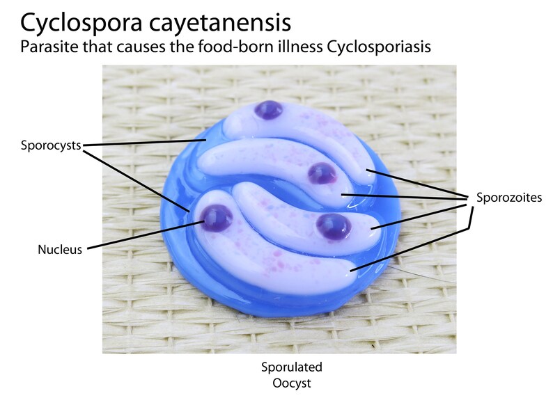 Cyclospora cayetanensis Fused Glass Sculpture Pair image 3