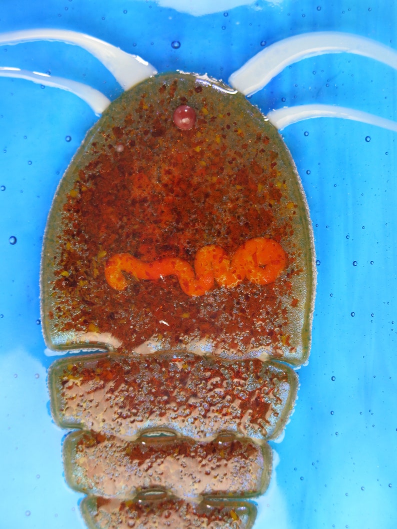 Mesocyclops Copepod infested Dracunculus medinensis Guinea Worm larva Fused Glass Dish image 5