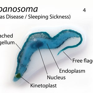 Trypanosoma Fused Glass Pin Brooch