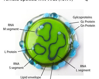 TSWV Virus Fused Glass Brooch Pin