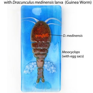 Mesocyclops Copepod infested Dracunculus medinensis Guinea Worm larva Fused Glass Dish image 1