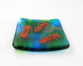 E coli or Salmonella Bacteria Fused Glass Dish