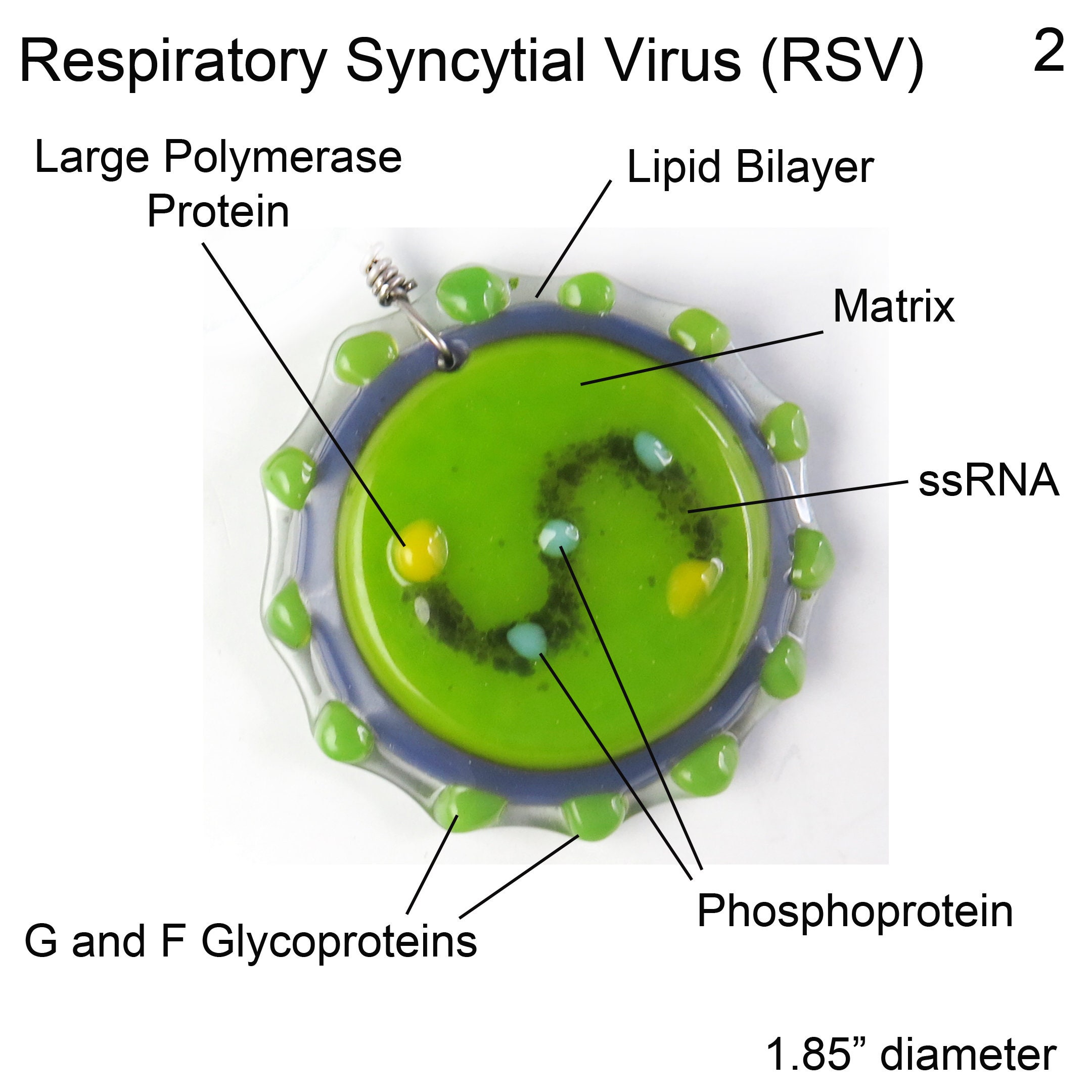 Respiratory virus