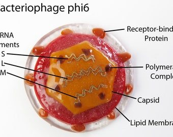 Bacteriophage Phi 6  Virus Fused Glass   Pin Brooch