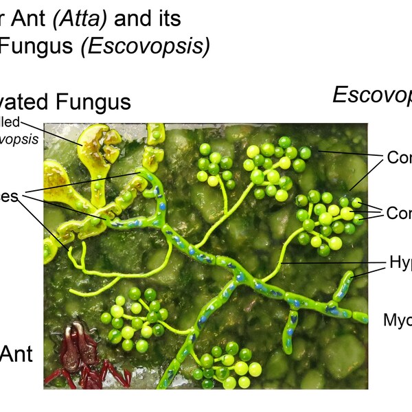 Leafcutter Ant Atta and its Cultivated Fungus Leucoagaricus Fused Glass Wall Panel