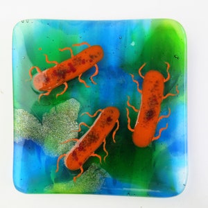 E coli or Salmonella Bacteria Fused Glass Dish image 5