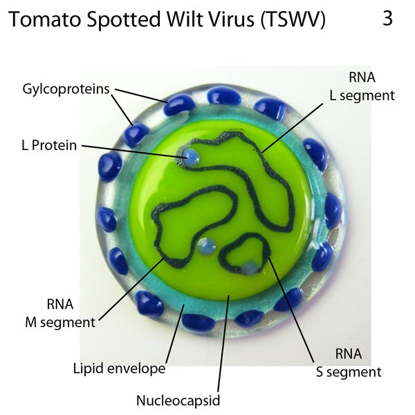 TSWV Virus Fused Glass Brooch Pin