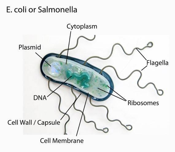 E Coli Bacteria Fused Glass Brooch Pin Pendant Magnet Etsy