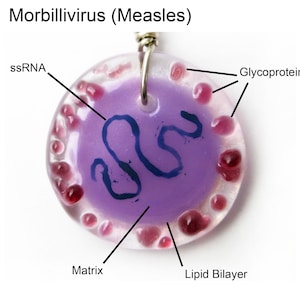 May include: A round, clear pendant with a purple center and a silver-colored bail. The pendant features a diagram of the Morbillivirus (Measles) with labels including ssRNA, Glycoprotein, Matrix, and Lipid Bilayer. Red and pink accents surround the purple center.