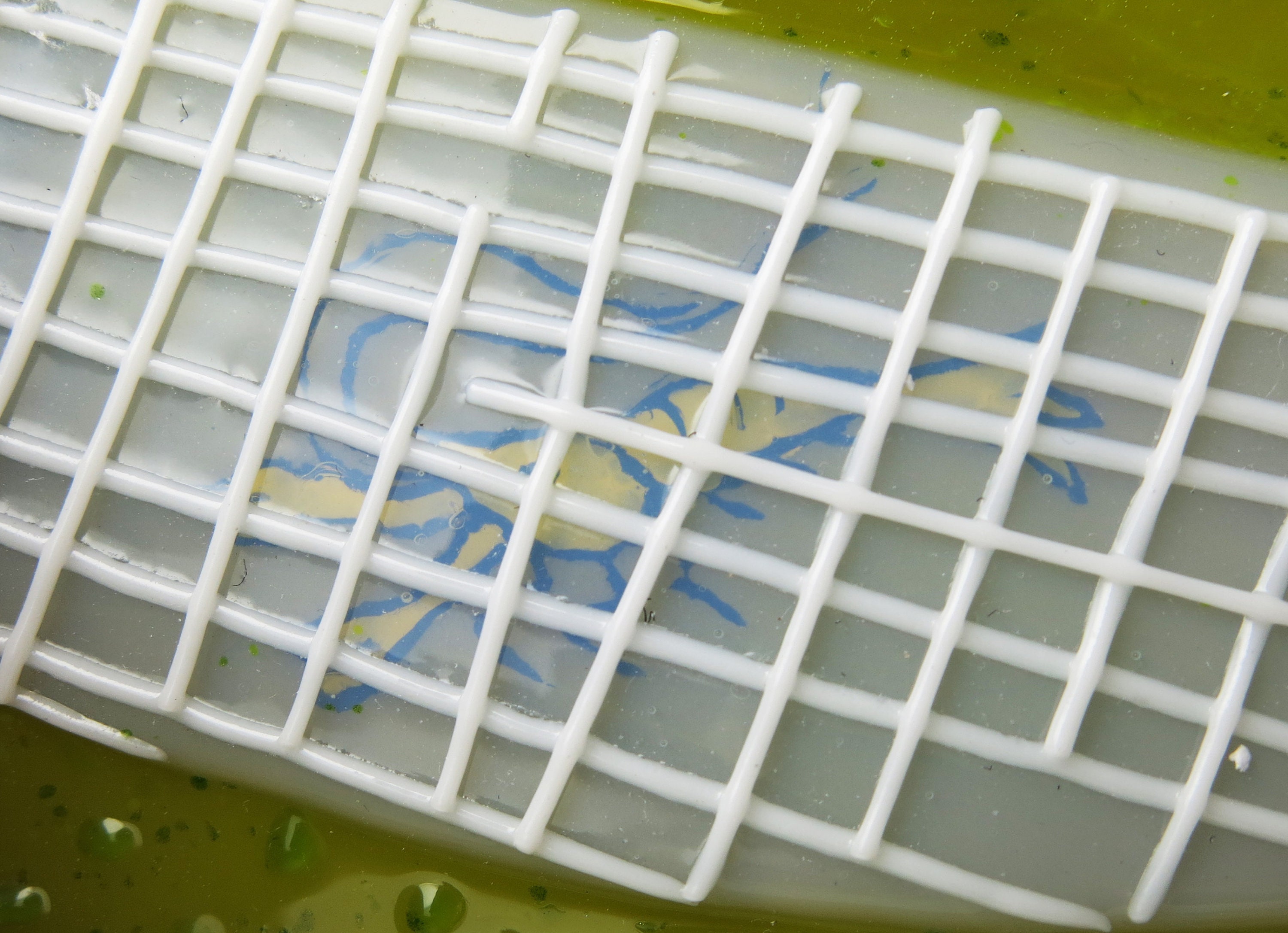 Venus' flower basket Hexactinellid sponge with Shrimp Fused Glass Dish