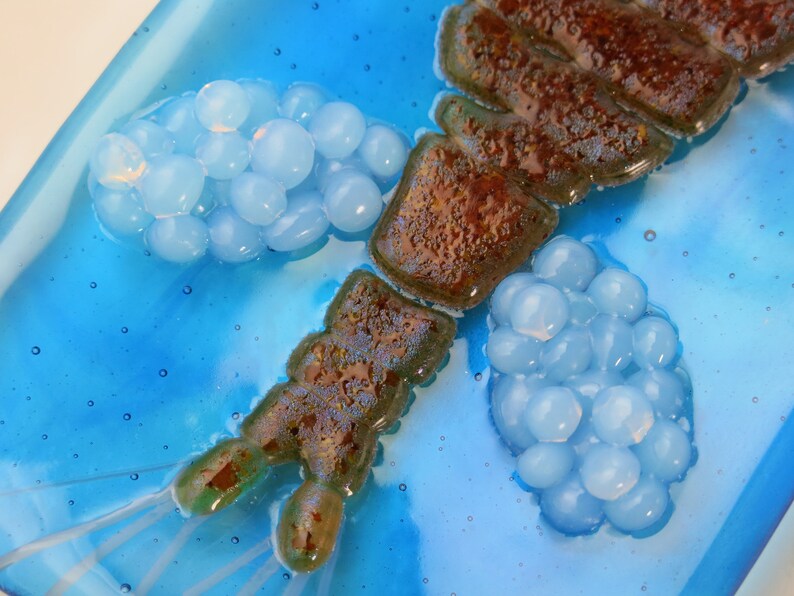 Mesocyclops Copepod infested Dracunculus medinensis Guinea Worm larva Fused Glass Dish image 4