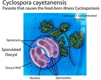 Cyclospora cayetanensis Fused Glass Dish