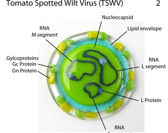 Puede incluir: Diagrama del Virus del Moteado Bronceado del Tomate (TSWV) que muestra la estructura del virus. El virus está rodeado por una envoltura lipídica y contiene una nucleocápside. La nucleocápside contiene segmentos de ARN etiquetados como M, S y L.