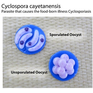 Cyclospora cayetanensis Fused Glass Sculpture Pair