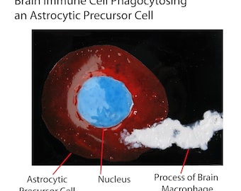 Brain Macrophage phagocytosing a Precursor Cell