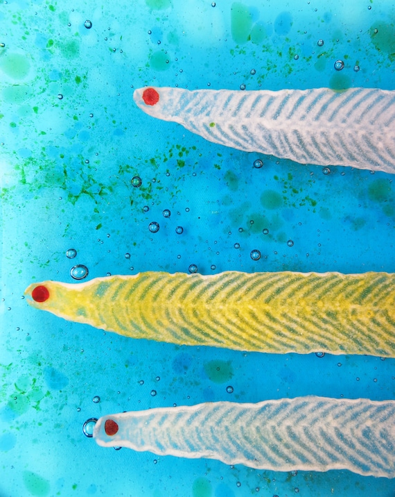 Tarpon Leptocephalus Fish Larva Fused Glass Dish - Etsy