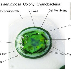 Cyanobacteria Microcystis aeruginosa Colony Fused Glass Dish image 1