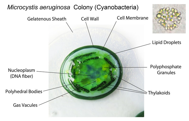 Cyanobacteria Microcystis aeruginosa Colony Fused Glass Dish image 1