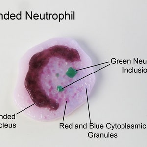 Neutrophil White Blood Cell Fused Glass Pin Brooch