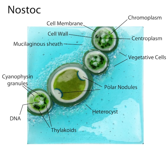 cyanobacteria-labeled