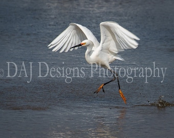Snowy Egret in flight photo print | white coastal bird wildlife picture