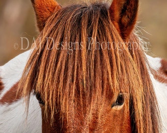 Assateague Pony photo, horse photography, wildlife nature print, horse art print, pony art print, square animal photo, horse pony art gift