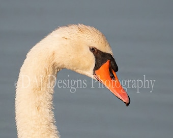 Bird photography, Mute Swan photo, wildlife photography, white swan photo, white swan art print, square bird photo, nature photography