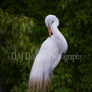 Great Egret photo | white bird photo | wildlife photo | white heron print | white Egret art gift | white bird art decor | elegant bird photo
