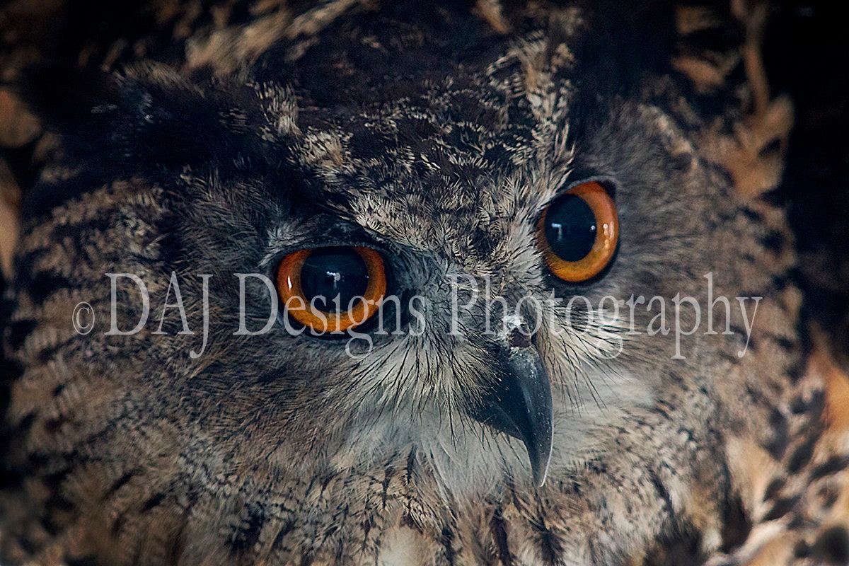 Owl portrait photo print | owl eyes picture