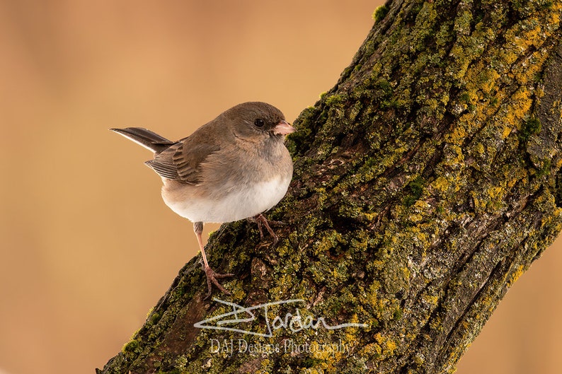 Dark-Eyed Junco songbird sunset art nature photo print home decor gift