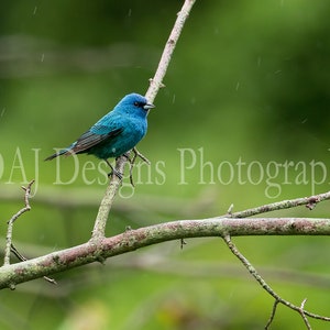 Indigo Bunting photo | blue bird in the rain art photo | blue songbird home wall decor | songbird photo gift | blue bird photo | bird decor