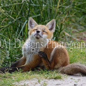 Red Fox photography | baby animal wildlife photo | baby animal home nursery decor |unique art gift | cute animal photo | woodland animal art