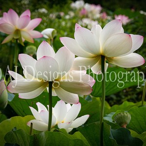 Lotus blossoms photo | aquatic garden flowers picture | nature art print | lotus flower home decor | lotus garden art gift | lotus art gift