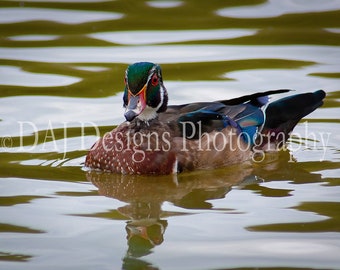 Wood Duck photo print | waterfowl wildlife picture