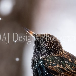European Starling photo | Starling watches snow fall photo | bird art print | Starling art gift | dreamy bird picture | bird themed decor