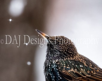 Bird photography, Starling print, European Starling watching the snow fall winter nature photo, bird art print, Starling gift, bird wall art