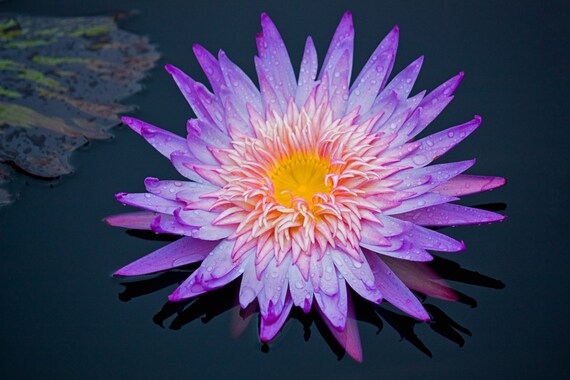 Purple Explosion Lotus Nénuphar Fleur Photo Art Photographie De Nature De Fleur Doranger Floral Longwood Gardens Lotus