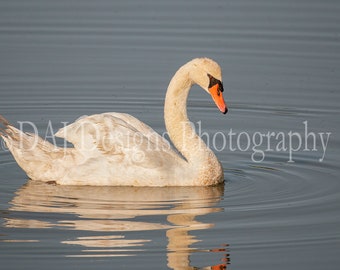 Bird photography, white swan photo, Mute Swan print, white swan art picture, nature photo, white swan art gift, wildlife photo, Delaware art