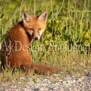 Baby red fox kit photo | cute red fox print | red fox picture | animal photography | wildlife photo | red fox art gift | woodland animal art