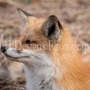 Red fox photograph | animal photo | wildlife photo | Bombay Hook Delaware art print | red fox art | red fox wall art | red fox art gift
