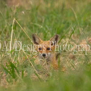 Red Fox photo print | red fox wall art | animal photography | wildlife photography | red fox art gift | cute red fox photo | unique art gift