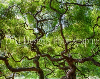 Nature photography, tree art photo, Japanese Maple tree abstract print, patterns in nature color photo, fine art print, nature lovers' gift