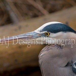 Great Blue Heron photo | wading heron portrait | Blackwater Maryland bird picture | heron home wall decor | heron photo gift | bird wall art